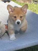 Luna, a female Pembroke Welsh Corgi for sale in Lacey, WA – 8 of 9