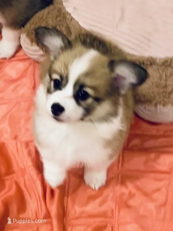 Zoey- FLUFFY – Pembroke Welsh Corgi puppy for sale in Lacey, WA