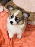 Zoey- FLUFFY, a female Pembroke Welsh Corgi for sale in Lacey, WA – 1 of 6