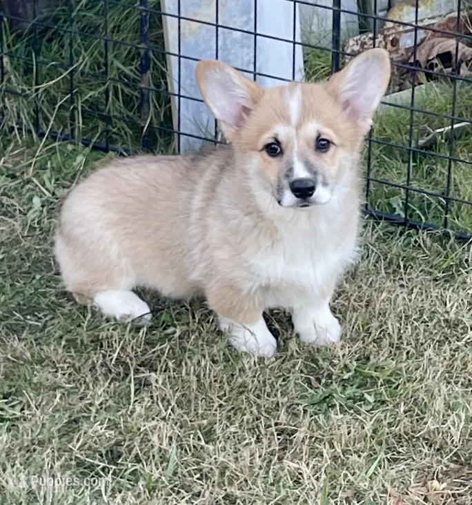 Peaches – Pembroke Welsh Corgi puppy for sale in Lacey, WA
