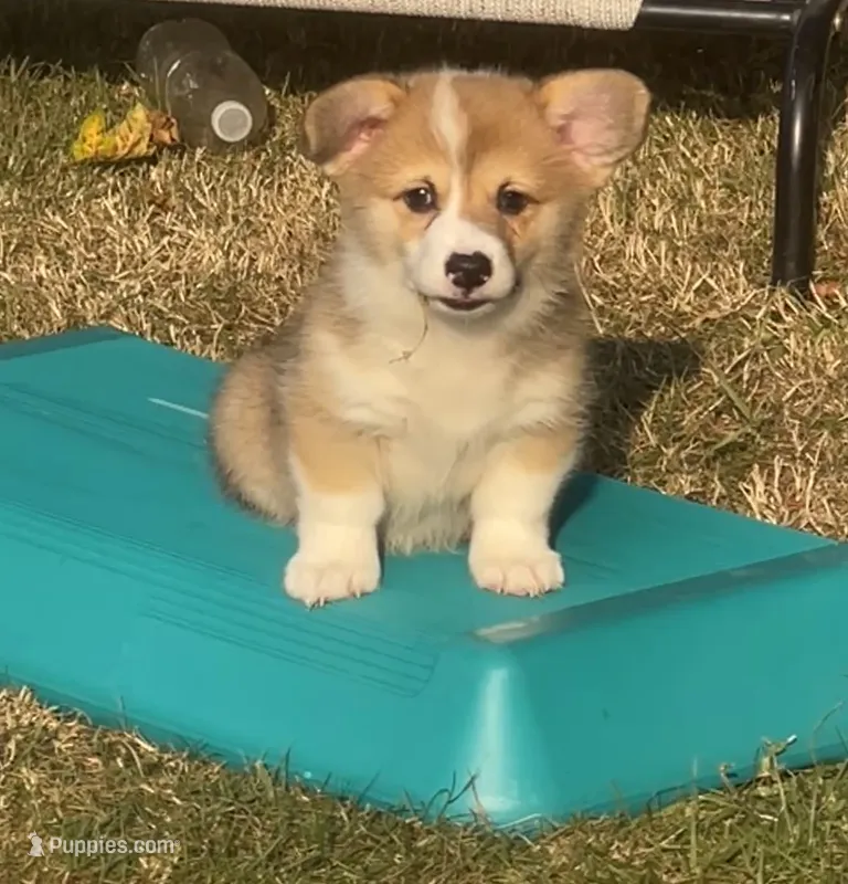  Ellie  – Pembroke Welsh Corgi puppy for sale in Lacey, WA