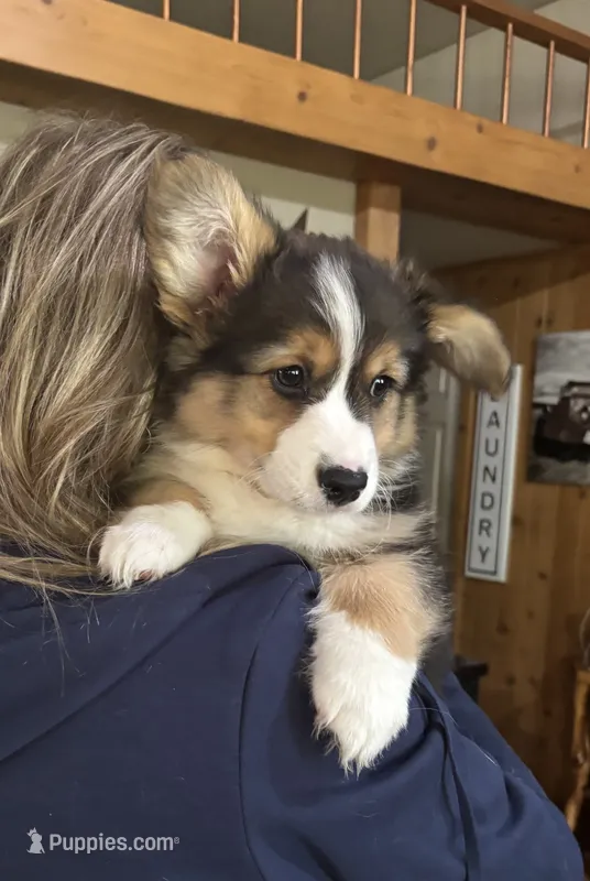 Remy – Pembroke Welsh Corgi puppy on hold in Lacey, WA