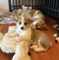 Cupcake, a female Pembroke Welsh Corgi for sale in Lacey, WA – 3 of 7