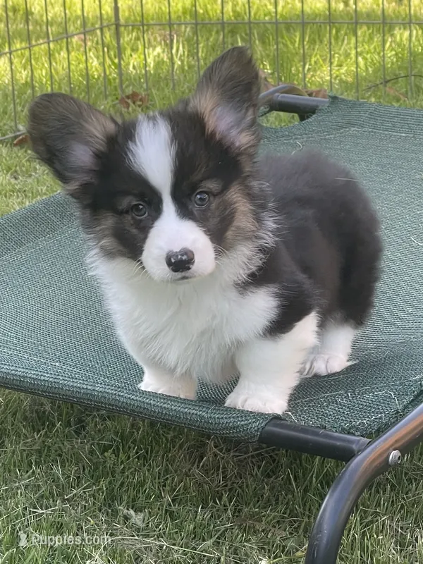 Gizmo – Pembroke Welsh Corgi puppy for sale in Lacey, WA