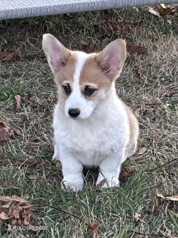 Cupcake – Pembroke Welsh Corgi puppy on hold in Lacey, WA