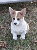 Cupcake, a female Pembroke Welsh Corgi for sale in Lacey, WA – 1 of 7