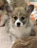 Gracie, a female Pembroke Welsh Corgi for sale in Lacey, WA – 1 of 6