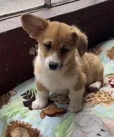 Lacey, a female Pembroke Welsh Corgi for sale in Lacey, WA – 3 of 8
