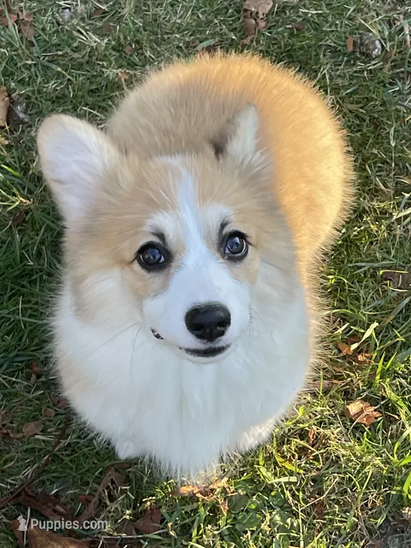 Luna-FLUFFY – Pembroke Welsh Corgi puppy on hold in Lacey, WA