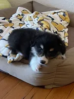 Bernard- FLUFFY, a male Pembroke Welsh Corgi for sale in Lacey, WA – 6 of 7