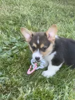 Oliver, a male Pembroke Welsh Corgi for sale in Lacey, WA – 3 of 5