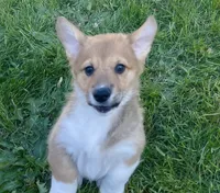 Murphy, a female Pembroke Welsh Corgi for sale in Lacey, WA – 6 of 8