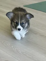 Odie- FLUFFY, a male Pembroke Welsh Corgi for sale in Lacey, WA – 7 of 9