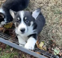 Noodles, a male Pembroke Welsh Corgi for sale in Lacey, WA – 4 of 5
