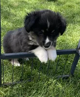 Teddy, a male Pembroke Welsh Corgi for sale in Lacey, WA – Photo 7 of 7