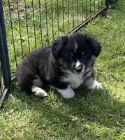 Teddy, a male Pembroke Welsh Corgi for sale in Lacey, WA – Photo 5 of 7