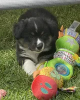 Teddy, a male Pembroke Welsh Corgi for sale in Lacey, WA – Photo 3 of 7