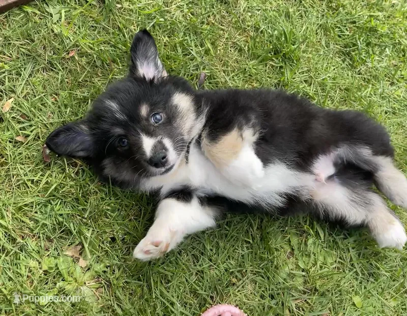 Teddy – Pembroke Welsh Corgi puppy for sale in Lacey, WA