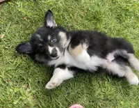 Teddy, a male Pembroke Welsh Corgi for sale in Lacey, WA – Photo 4 of 7