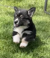 Teddy, a male Pembroke Welsh Corgi for sale in Lacey, WA – Photo 2 of 7