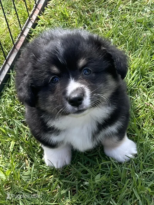 Teddy – Pembroke Welsh Corgi puppy for sale in Lacey, WA