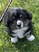 Teddy, a male Pembroke Welsh Corgi for sale in Lacey, WA – Photo 1 of 7