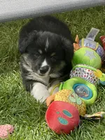Teddy, a male Pembroke Welsh Corgi for sale in Lacey, WA – Photo 6 of 7