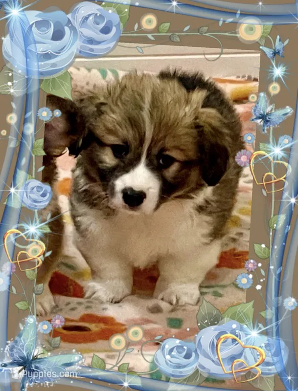 Frankie – Pembroke Welsh Corgi puppy for sale in Lacey, WA