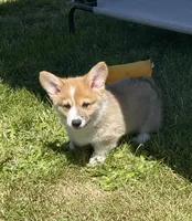 Gunner, a male Pembroke Welsh Corgi for sale in Lacey, WA – 5 of 9
