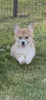 Lola, a female Pembroke Welsh Corgi for sale in Lacey, WA – 3 of 10