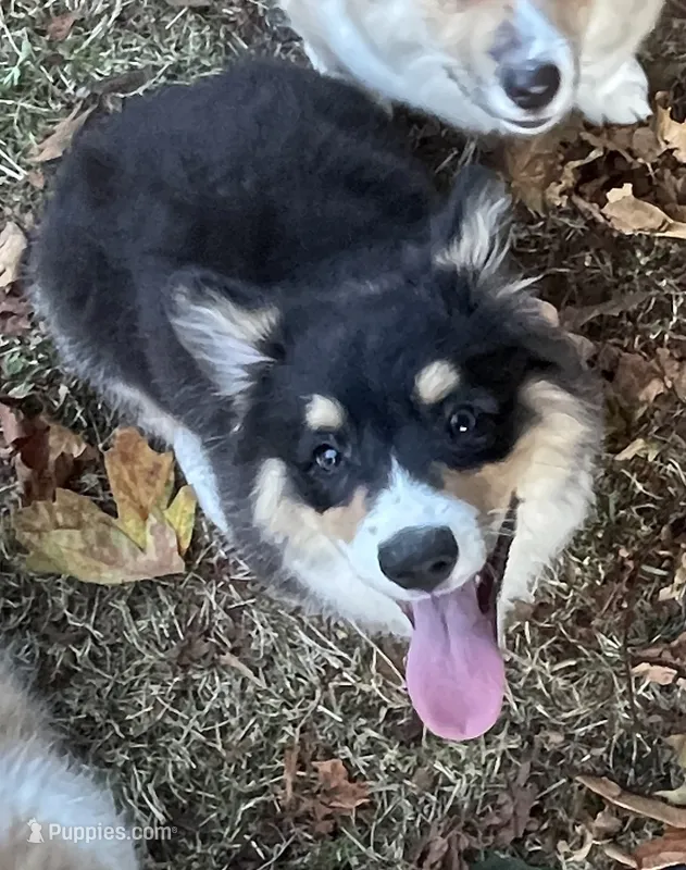 Bernard- FLUFFY – Pembroke Welsh Corgi puppy for sale in Lacey, WA