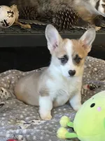 Popcorn, a female Pembroke Welsh Corgi for sale in Lacey, WA – 4 of 6