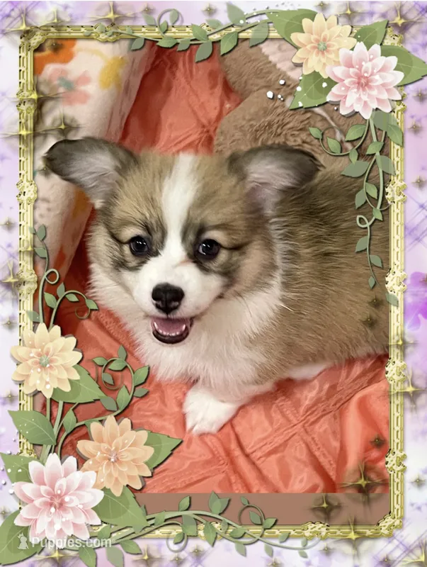 Zoey- FLUFFY – Pembroke Welsh Corgi puppy for sale in Lacey, WA
