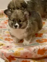 Sadie- FLUFFY, a female Pembroke Welsh Corgi for sale in Lacey, WA – 2 of 4