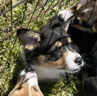 Angus, a male Pembroke Welsh Corgi for sale in Lacey, WA – 3 of 8