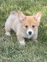 Luna, a female Pembroke Welsh Corgi for sale in Lacey, WA – 4 of 9