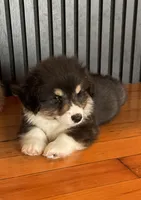 Bernard- FLUFFY, a male Pembroke Welsh Corgi for sale in Lacey, WA – 5 of 7