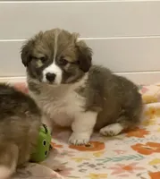 Frankie, a male Pembroke Welsh Corgi for sale in Lacey, WA – 2 of 3