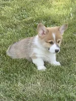 Gunner, a male Pembroke Welsh Corgi for sale in Lacey, WA – 8 of 9