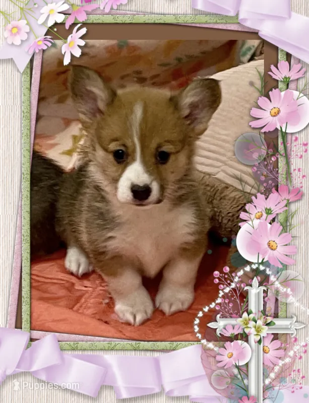 Stella – Pembroke Welsh Corgi puppy for sale in Lacey, WA