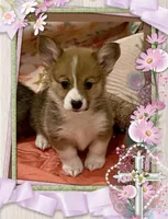 WEEKEND SPECIAL!! Stella, a female Pembroke Welsh Corgi for sale in Lacey, WA – 7 of 10