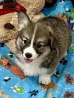 Odie, a male Pembroke Welsh Corgi for sale in Lacey, WA – 2 of 3