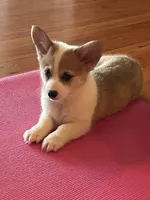 Cupcake, a female Pembroke Welsh Corgi for sale in Lacey, WA – 6 of 7