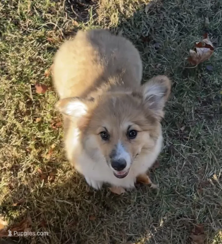 Sadie- FLUFFY – Pembroke Welsh Corgi puppy for sale in Lacey, WA