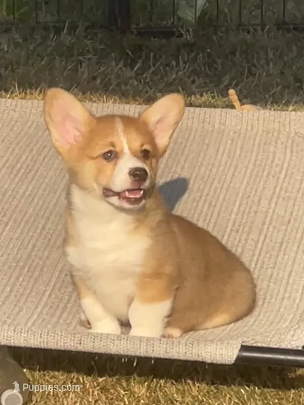 Stella – Pembroke Welsh Corgi puppy for sale in Lacey, WA