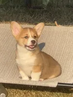 WEEKEND SPECIAL!! Stella, a female Pembroke Welsh Corgi for sale in Lacey, WA – 1 of 10