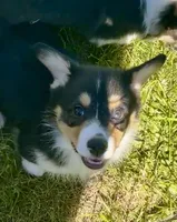 Angus, a male Pembroke Welsh Corgi for sale in Lacey, WA – 2 of 8