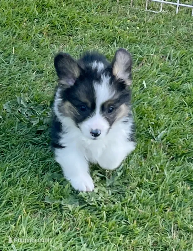 Cosmo~FLUFFY – Pembroke Welsh Corgi puppy for sale in Lacey, WA
