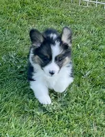 Cosmo~FLUFFY, a male Pembroke Welsh Corgi for sale in Lacey, WA – 1 of 7