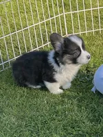 Cosmo~FLUFFY, a male Pembroke Welsh Corgi for sale in Lacey, WA – 2 of 7